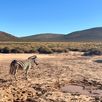 Zebra Zuid Afrika safari